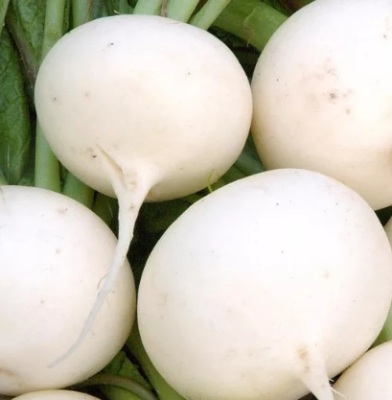 Редис Моховский Редис Моховский фото