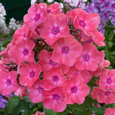 Флокс метельчатый Лариса - Dolina-Sad.Ru