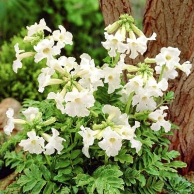 Инкарвиллея Делавея Уайт - Dolina-Sad.Ru