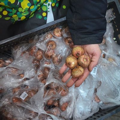 Гладиолус Кингс Линн Гладиолус Кингс Линн фото