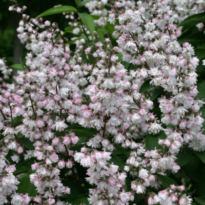 Дейция шершавая Плена Дейция шершавая Плена фото