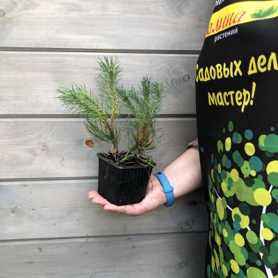 Сосна Горная Пумилио, С3 Сосна Горная Пумилио, С3 - Dolina-Sad.Ru