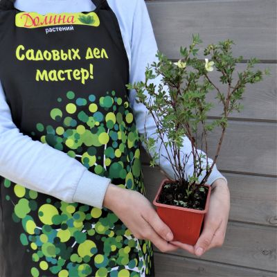 Лапчатка кустарниковая Лемон Меринг Лапчатка кустарниковая Лемон Меринг фото