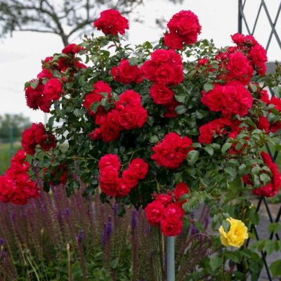 Роза Штамбовая Гартнерфройде Роза Штамбовая Гартнерфройде - Dolina-Sad.Ru