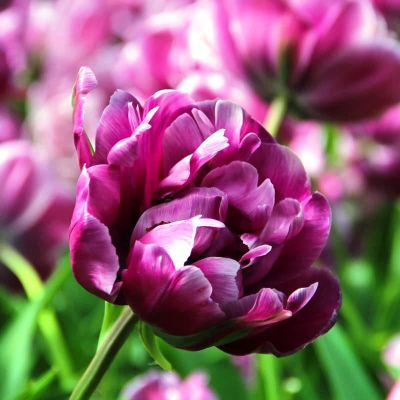 Тюльпан Блю Даймонд Тюльпан Блю Даймонд фото