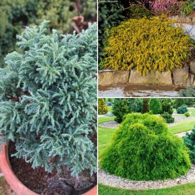 Комплект кипарисовиков Цветной Комплект кипарисовиков Цветной - Dolina-Sad.Ru