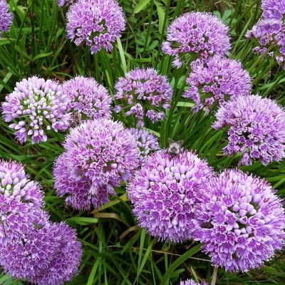 Аллиум Миллениум Аллиум Миллениум - Dolina-Sad.Ru