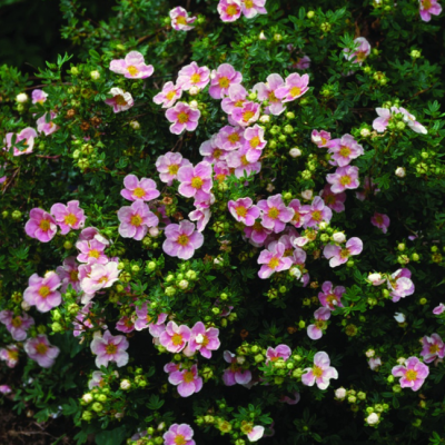 Лапчатка кустарниковая Пинк Бьюти Лапчатка кустарниковая Пинк Бьюти фото