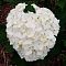 гортензия крупнолистная Мадам Эмиль Мулье, С2 - Dolina-Sad.Ru
