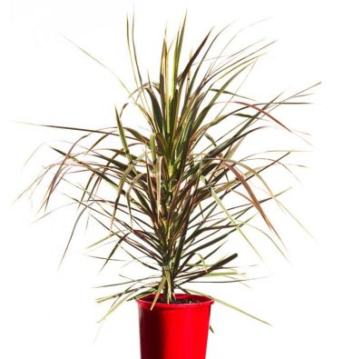 Драцена Колорама Драцена Колорама фото