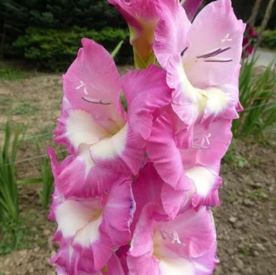 Гладиолус Шанна Гладиолус Шанна фото