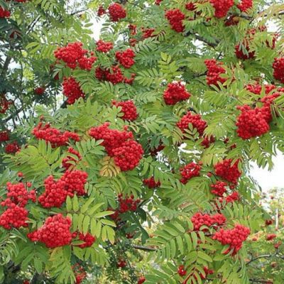 Рябина Красноплодная Рябина Красноплодная фото