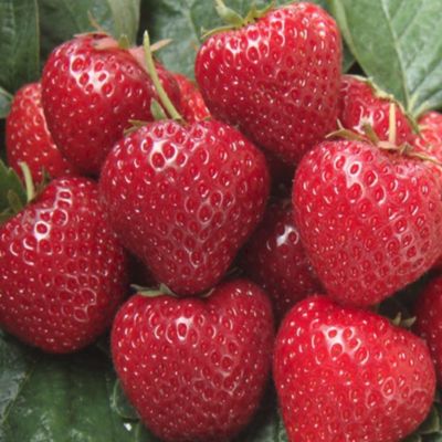 Комплект саженцев клубники Сельва Комплект саженцев клубники Сельва - Dolina-Sad.Ru