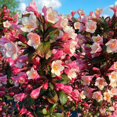 Вейгела Винтаж Лав Вейгела Винтаж Лав - Dolina-Sad.Ru