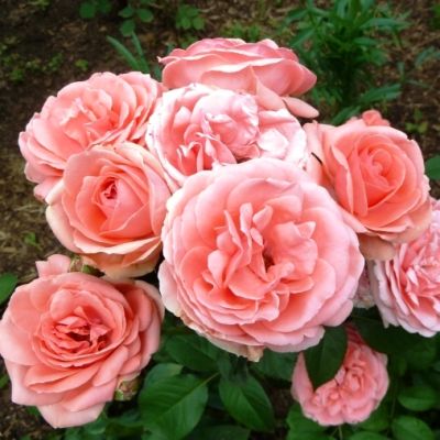 Роза Кимоно в горшке - Dolina-Sad.Ru