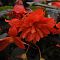 Бегония Беллекония Хот Оранж Бегония Беллекония Хот Оранж - Dolina-Sad.Ru
