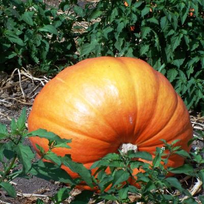 Тыква Стофунтовая фото