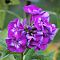 Флокс метельчатый Пурпл Кисс Флокс метельчатый Пурпл Кисс - Dolina-Sad.Ru
