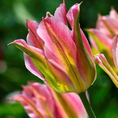 Тюльпан Виринчик Тюльпан Виринчик фото