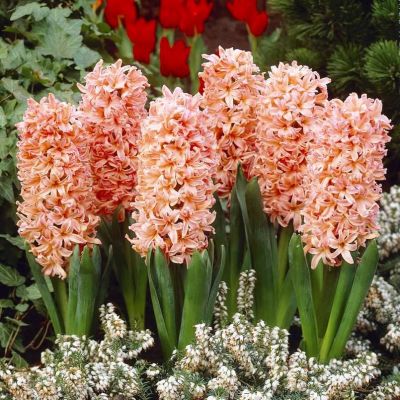 Гиацинт Джипси Куин Гиацинт Джипси Куин фото