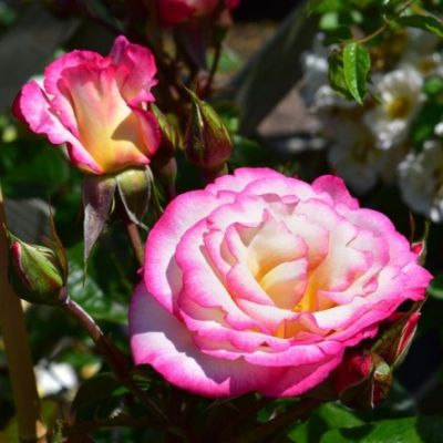 Роза Хэндель Роза Хэндель фото