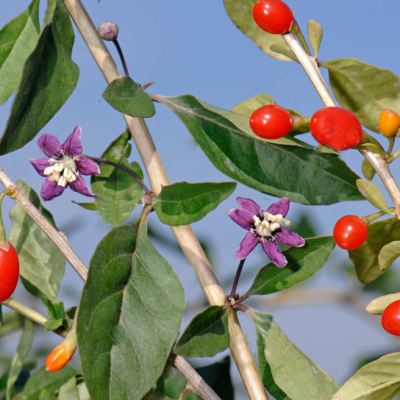 Дереза обыкновенная Дереза обыкновенная фото