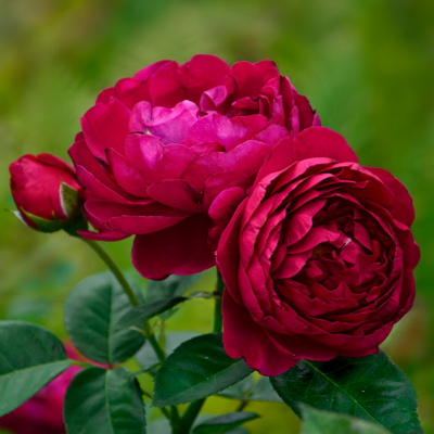 Роза Аскот фото