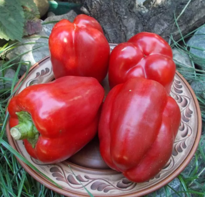 Перец Калифорнийское чудо фото