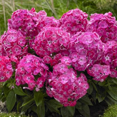 Флокс метельчатый Бамбини Свит Тарт - Dolina-Sad.Ru