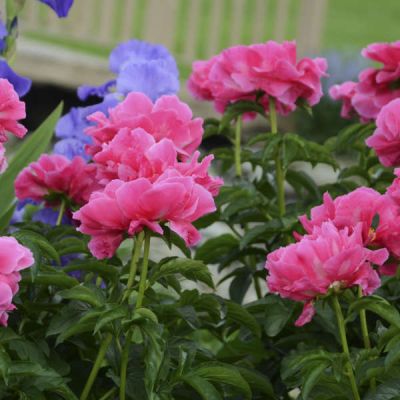 Пион Паула Фей Пион Паула Фей фото