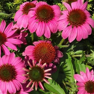 Эхинацея Сенсэйшн Пинк - Dolina-Sad.Ru
