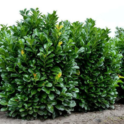 Лавровишня обыкновенная Этна фото