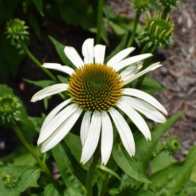 Эхинацея пурпурная Аляска Эхинацея пурпурная Аляска - Dolina-Sad.Ru