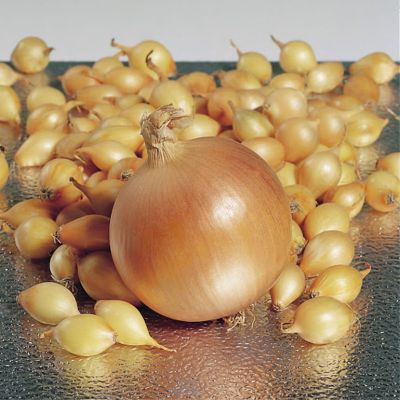 Лук-севок Геркулес (10-21мм) фото