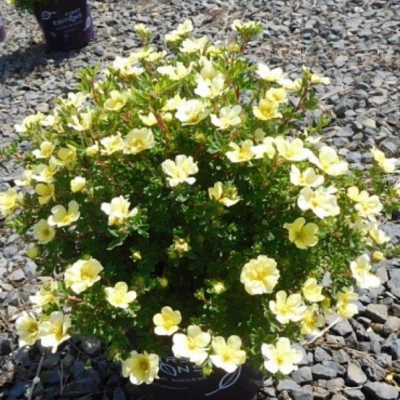 Лапчатка кустарниковая Лемон Меринг Лапчатка кустарниковая Лемон Меринг фото