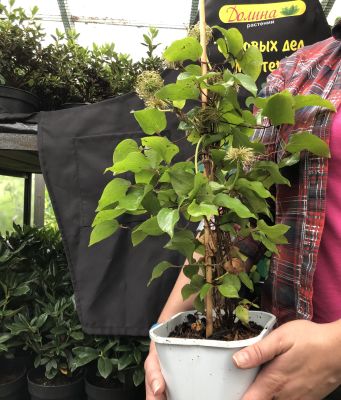 Клематис Миссис Челмондели Клематис Миссис Челмондели фото