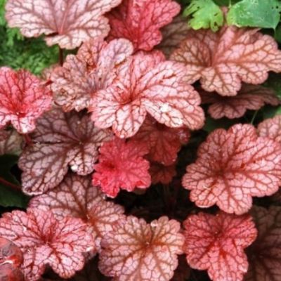 Гейхера Божоле Гейхера Божоле - Dolina-Sad.Ru