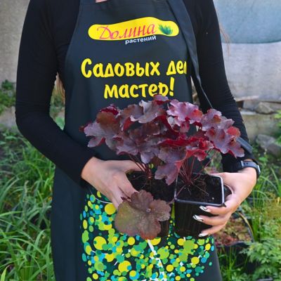 Гейхера Миднайт Раффлз Гейхера Миднайт Раффлз - Dolina-Sad.Ru