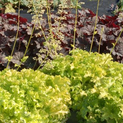 Гейхера Лайм Раффлз Гейхера Лайм Раффлз - Dolina-Sad.Ru