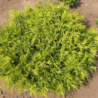 Кипарисовик горохоплодный Санголд, С3 Кипарисовик горохоплодный Санголд, С3 - Dolina-Sad.Ru