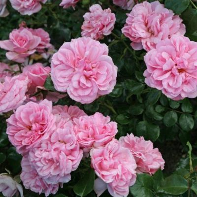 Роза Хоум-н-Гарден Роза Хоум-н-Гарден фото