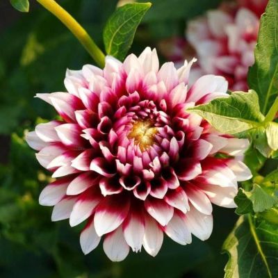 Георгина Сайдельштольц Георгина Сайдельштольц фото