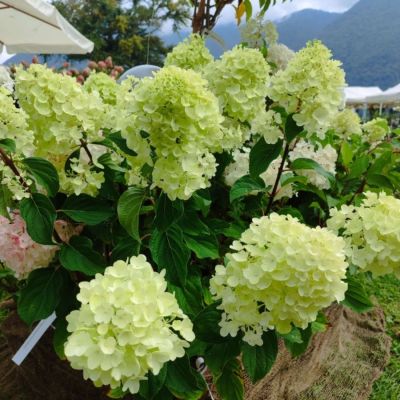 Гортензия метельчатая Сильвер Доллар, С3 - Dolina-Sad.Ru