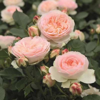 Роза Пастелла фото