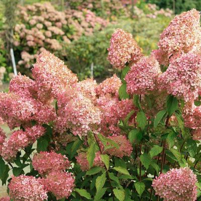 Гортензия метельчатая Фантом, С3 Гортензия метельчатая Фантом, С3 - Dolina-Sad.Ru