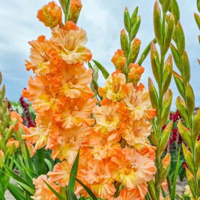 Гладиолус Великая королева Елизавета - Dolina-Sad.Ru