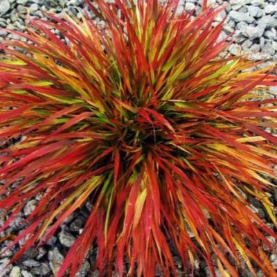 Хаконехлоя крупная Николя Хаконехлоя крупная Николя фото