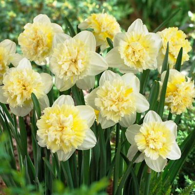 Нарцисс Айс Кинг Нарцисс Айс Кинг фото