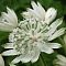Астранция крупная Диамонд Вайт - Dolina-Sad.Ru