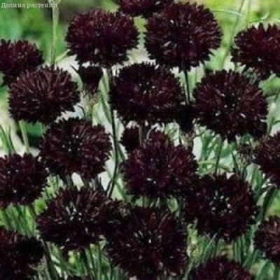 Василек Темно-бордовый фото